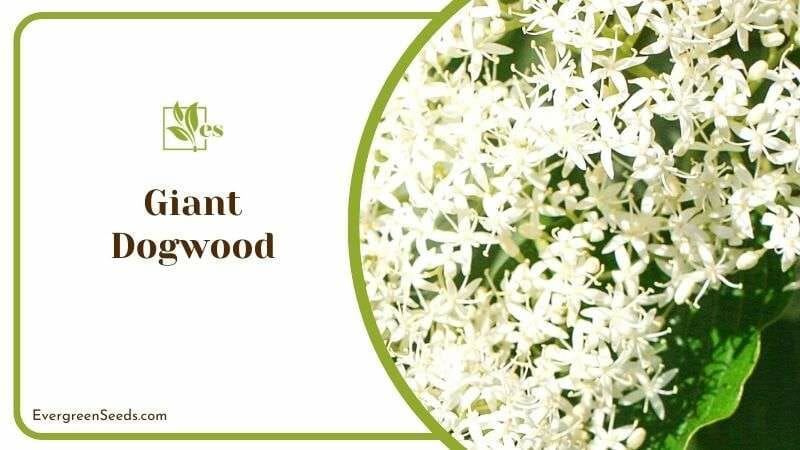 White Giant Dogwood Blooms