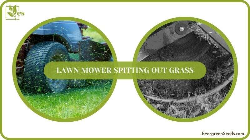 Why Does Your Lawn Mower Spit Out Grass