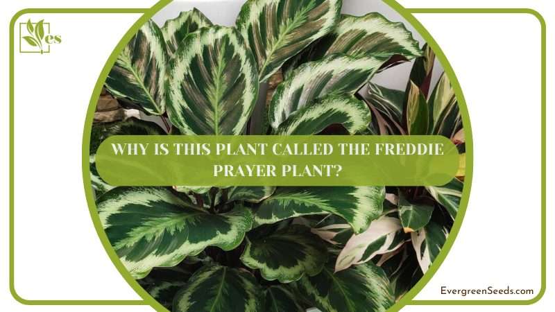 Why It Called The Freddie Prayer Plant