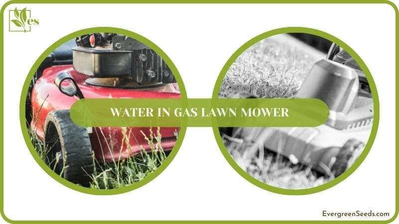 Why Water Gets in Gas Lawn Mower