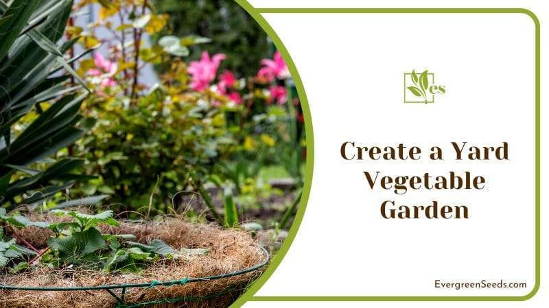 Yard Vegetable Garden