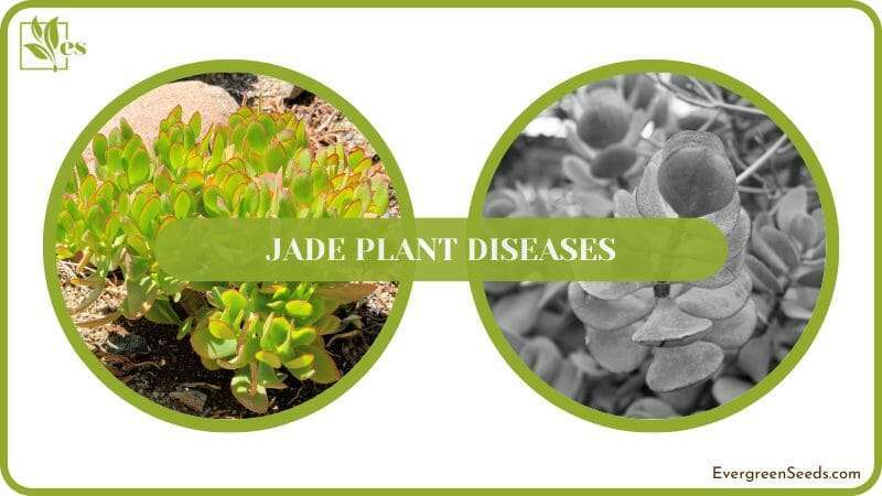 correct jade plant problems