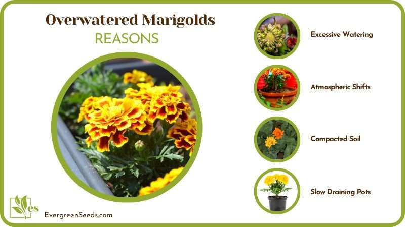 dealing with an Overwatered Marigolds