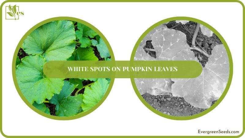 get rid of White Spots on Pumpkin Leaves