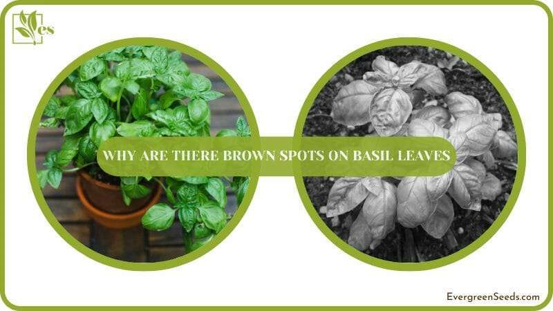 problems of basil plant and its solutions