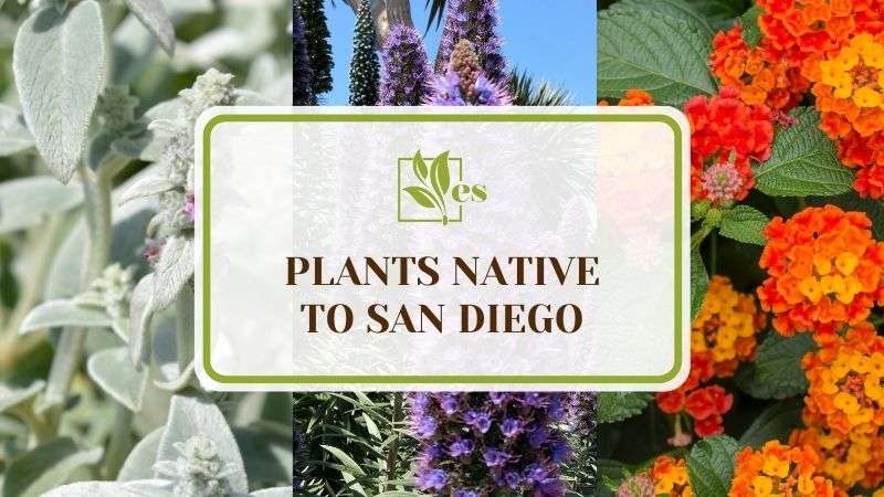 10 Plants Native to San Diego