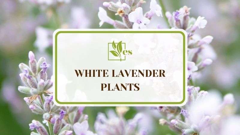 11 White Lavender Plants