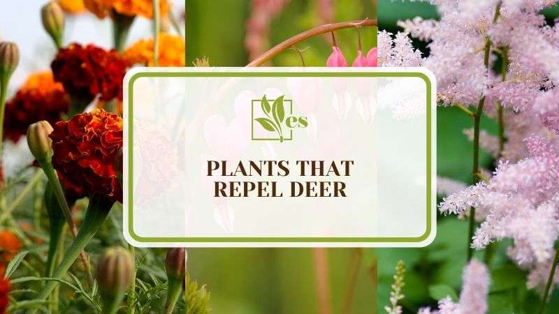13 Plants That Repel Deer