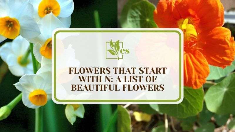 21 Flowers That Start With N A List of Beautiful Flowers
