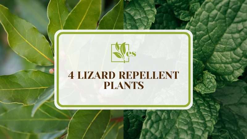 A Guide for Lizard Repellent Plants