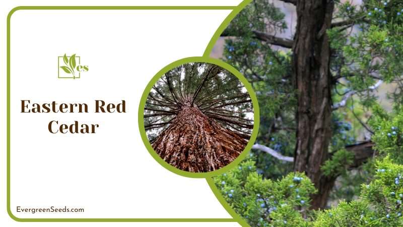 Beauty of Eastern Red Cedar Tree