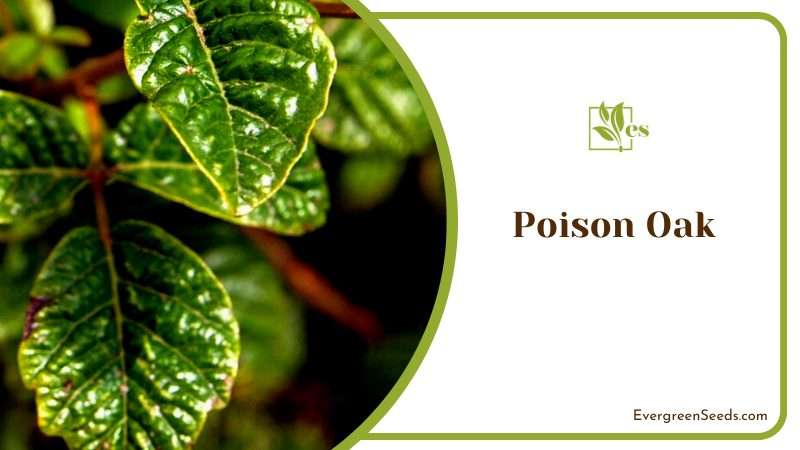 Beware of Poison Oak Plant