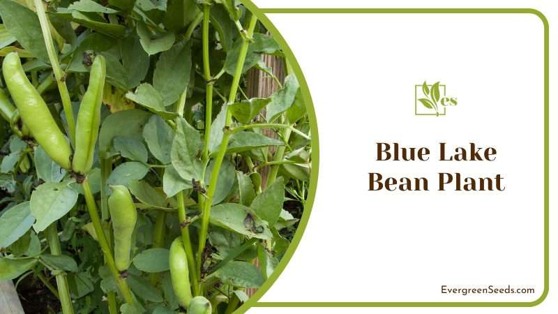 Blue Lake Bean Plant