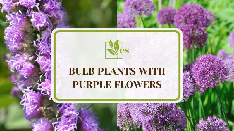 Bulb Plants With Purple Flowers