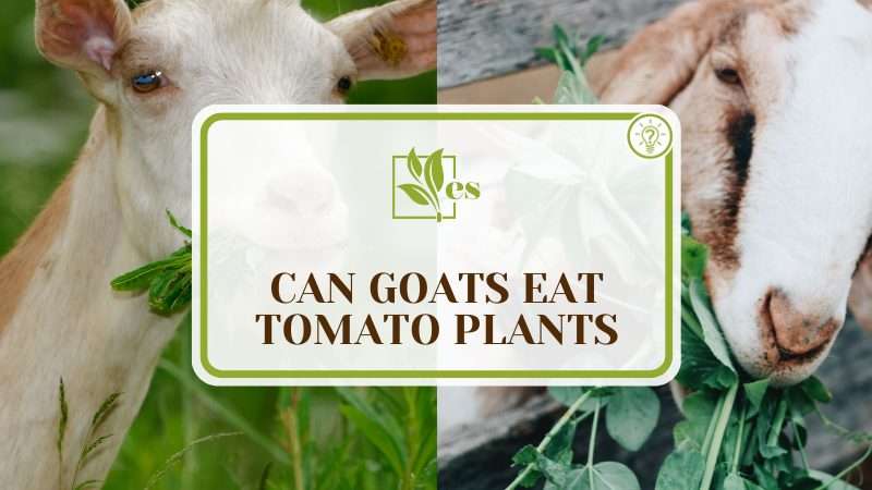 Can Goats Eat Tomato Plants