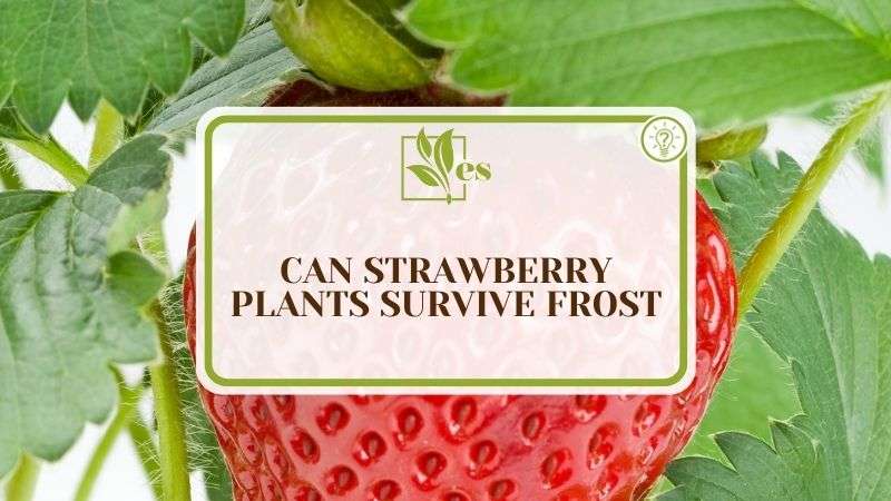 Can Strawberry Plants Survive Frost