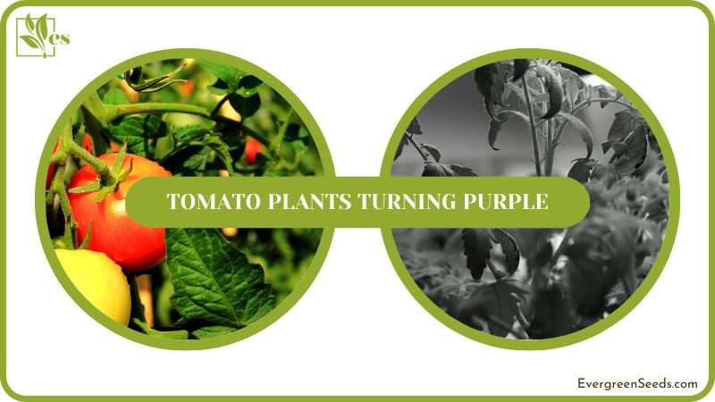 Causes and Solutions for Purple Tomato