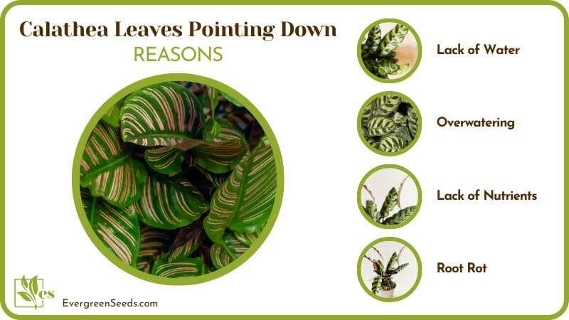 Causes of Calathea Leaves Pointing Down