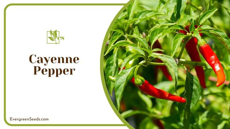 Cayenne Pepper keep squirrels away from your vegetable garden