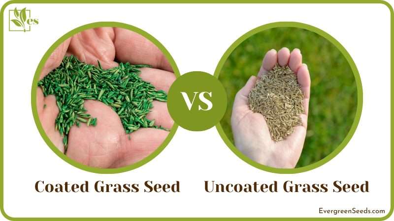 Coated and Uncoated Grass Seeds