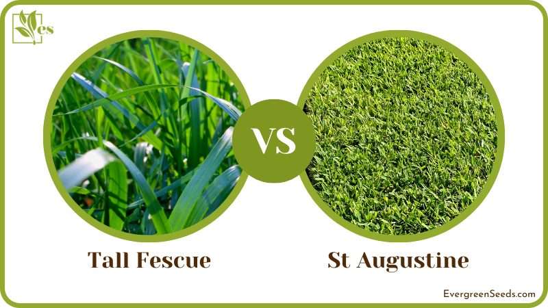 Comparing Maintenance Ease for Grass