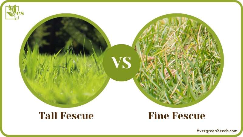 Comparing Tall Fescue and Fine Fescue