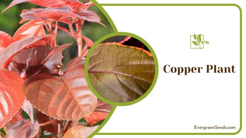 Copper Plant