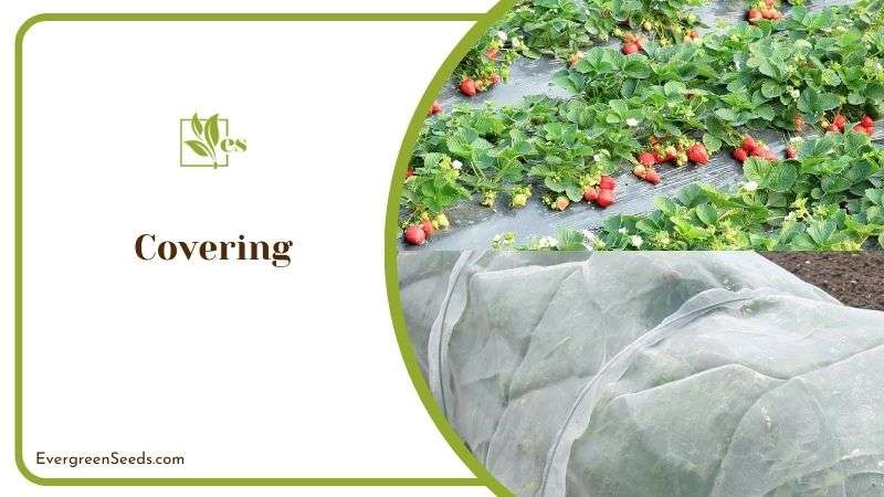 Covering Strawberry Plants