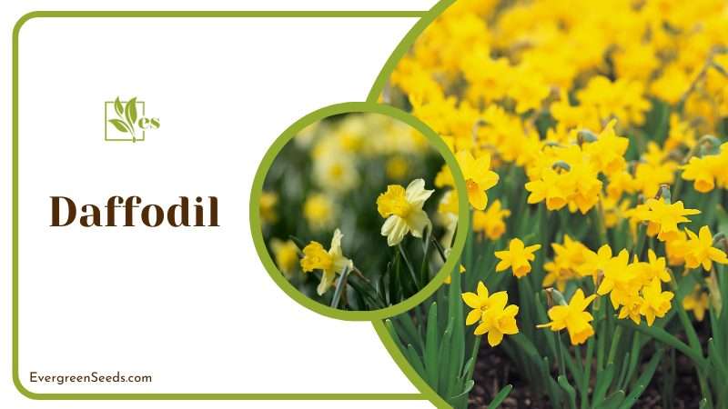Daffodil bulbs are toxic to skunks