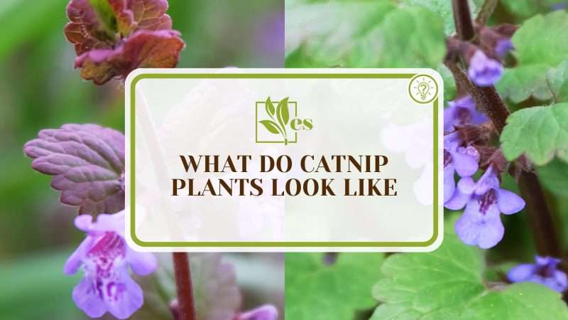 Description of Catnip Plants