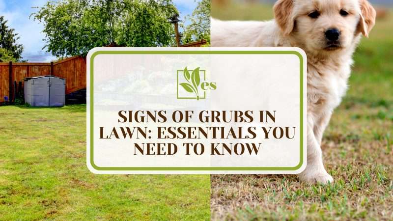 Detection and Management of Grubs in Lawns