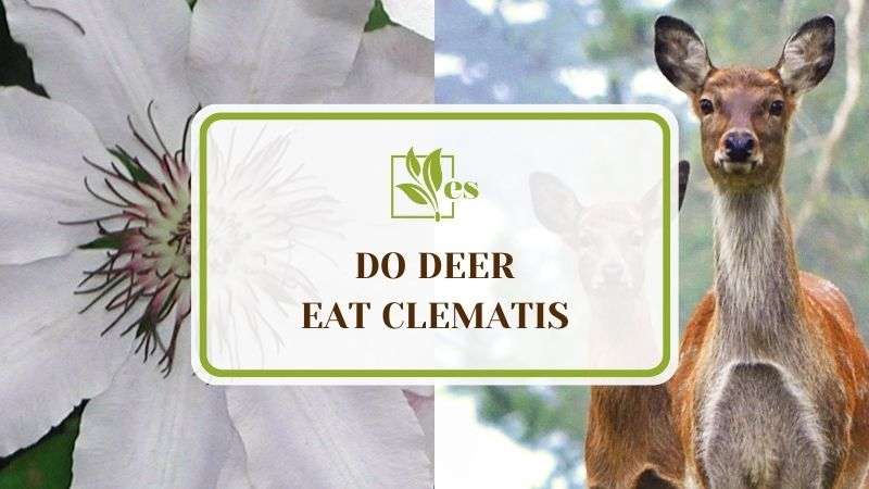 Do Deer Eat Clematis