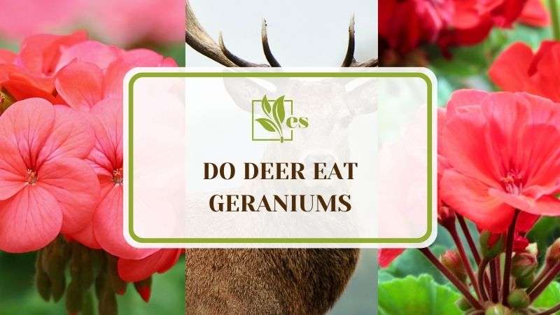 Do Deer Eat Geraniums