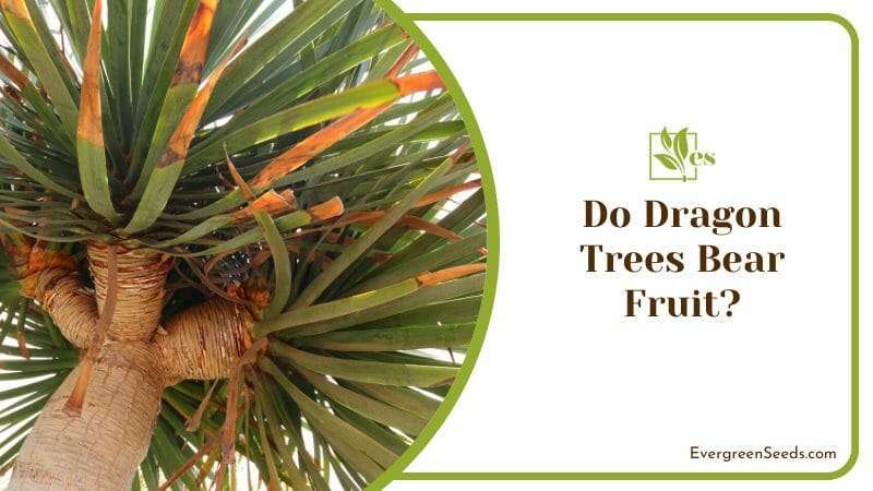 Do Dragon Trees Bear Fruit