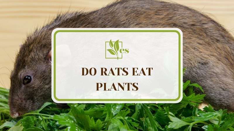 Do Rats Eat Plants