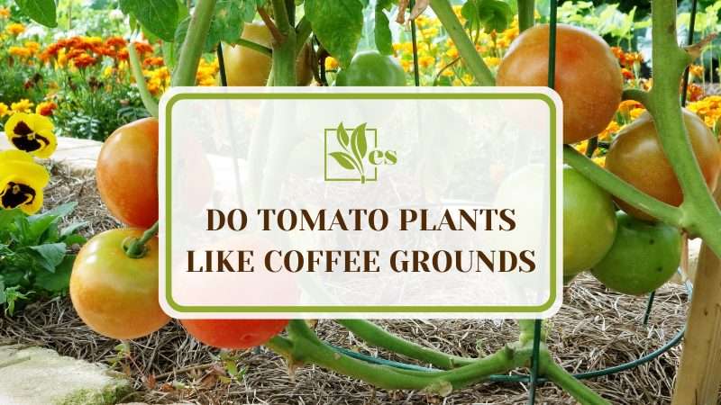Do Tomato Plants Like Coffee Grounds