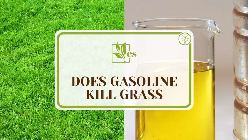 Does Gasoline Kill Grass