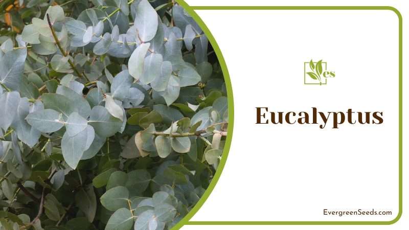 Eucalyptus extremely efficient at repelling yellow jackets