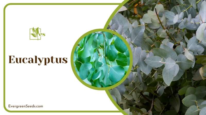 Eucalyptus have strong smell that termites dislike