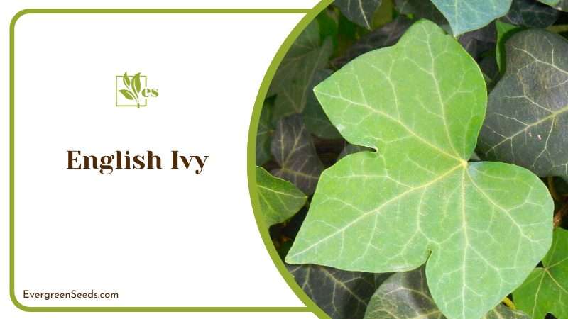 Evergreen English Ivy Vine