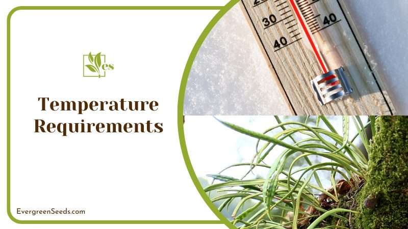 Fern is Not Resistant to Low Temperatures