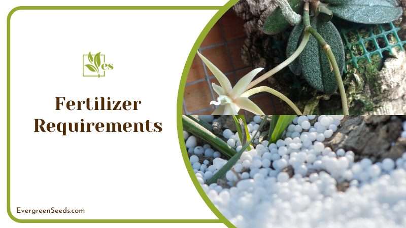 Fertilize to Grow Orchid