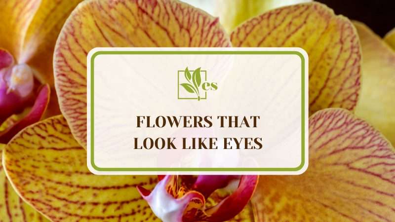 Flowers that Look Like Eyes