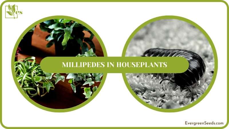 Getting Rid of Millipedes in Plants