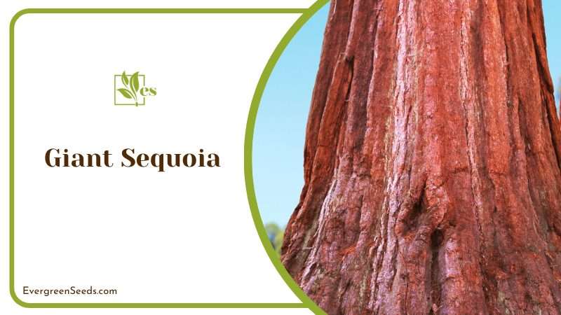 Gigantic Giant Sequoia Trees
