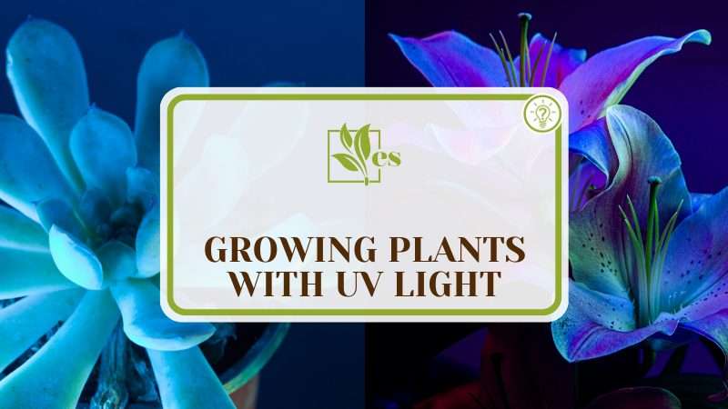 Growing Plants With UV Light