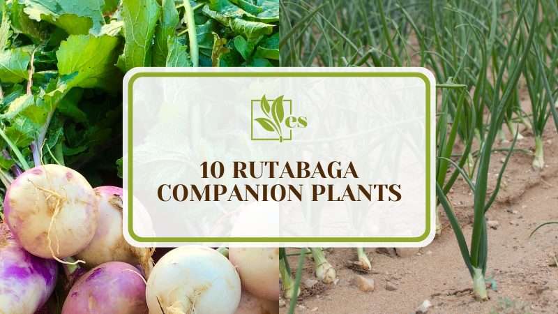 Growing Rutabaga Companion Plants