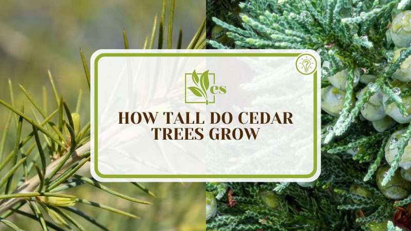 Growing Tips of Cedar Trees