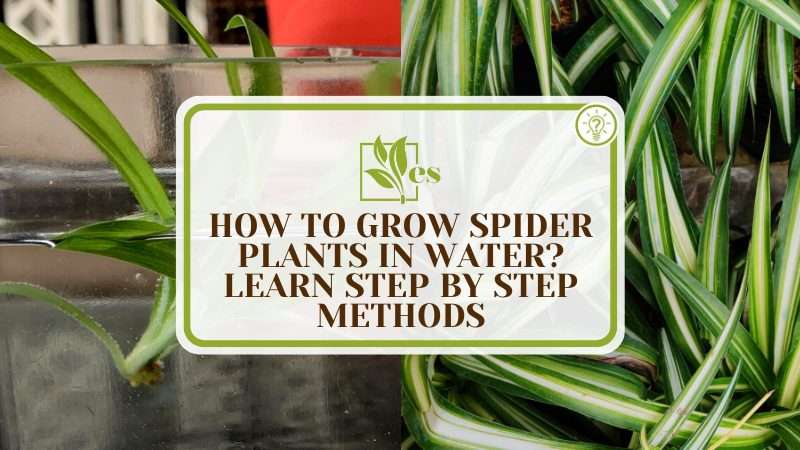 Guide to Water-Based Spider Plant Cultivation