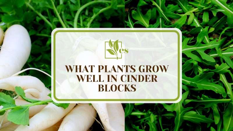 Herb Options for Growing in Cinder Block Planters
